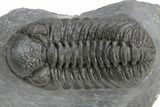 Phacopid (Adrisiops) Trilobite - Jbel Oudriss, Morocco #226587-1